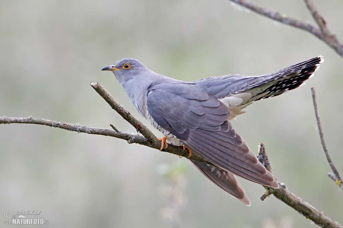 Cuckoo cuckoos illustration norfolk 14th tale july two birding joe question