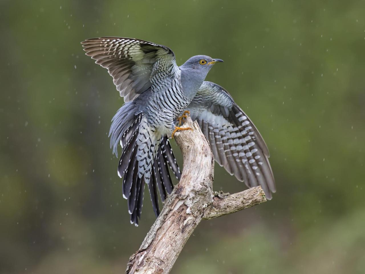 Cuckoo warbler reed chick baby feed feeding juvenile wwt birds young eggs nests cuckoos animals food nest wide their tiny